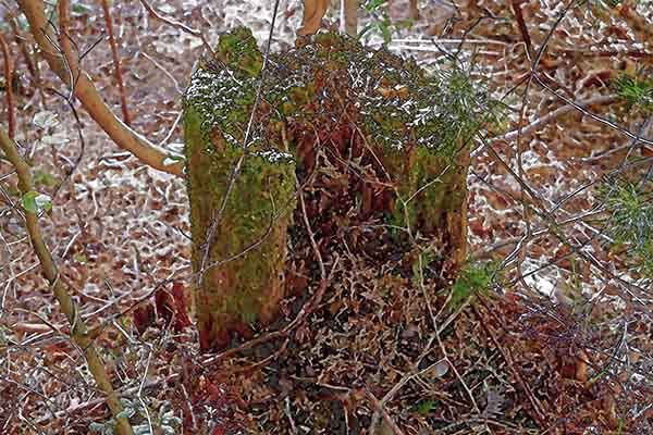 芦屋プラン株式会社七夕（たなばた1 Copilot
